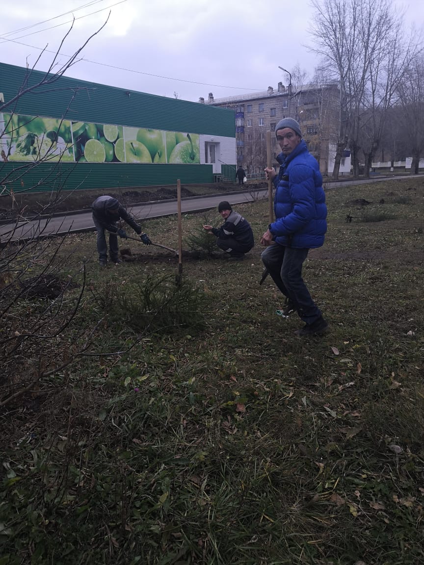 Посадили саженцы ели в количестве 26 штук возле дома №1 ул.Лесная и  магазина 